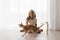 Caucasian teenage girl plays with a cornish rex cat at home on a sunny day, focusing on a pet looking at flying toys, a happy girl