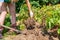 A caucasian woman digs up a clod of earth with a shovel with a crop. Legs close-up. Green saplings in the background. Concept of