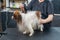 Caucasian woman dries the dog. Papillon Continental Spaniel in the grooming salon.