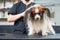 Caucasian woman dries the dog. Papillon Continental Spaniel in the grooming salon.