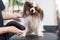 Caucasian woman dries the dog. Papillon Continental Spaniel in the grooming salon.