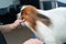 Caucasian woman dries the dog. Papillon Continental Spaniel in the grooming salon.