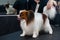 Caucasian woman dries the dog. Papillon Continental Spaniel in the grooming salon.