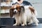 Caucasian woman dries the dog. Papillon Continental Spaniel in the grooming salon.