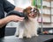 Caucasian woman dries the dog. Papillon Continental Spaniel in the grooming salon.