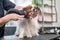 Caucasian woman dries the dog. Papillon Continental Spaniel in the grooming salon.