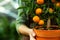 Caucasian woman gardener wearing apron holding orange tree while working in greenhouse