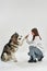 Caucasian woman giving five to Siberian Husky dog