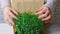 Caucasian woman hands holding fresh green peas sprouts of growing micro greens for eating