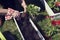 Caucasian woman planting white ipomoea. Hobby and leisure time