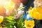 Caucasian woman sitting and cutting yellow tulips in the garden. Top view. Sunshine. Close up hands