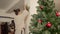 Caucasian young woman with dark hair in a bun is putting a Christmas wreath on the wall. Side view Cowboy shot 4k high