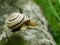 Caucasotachea vindobonensis. Beautiful snail on the old tree