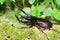 Caucasus beetle