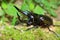 Caucasus beetle