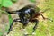 Caucasus beetle