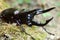 Caucasus beetle