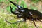 Caucasus beetle