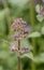 Caucasus catmint, flower stalk with buds