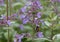 Caucasus catmint, flowers with bumblebee