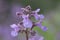 Caucasus catmint, flowers close-up in purple