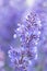 Caucasus catmint Nepeta grandiflora Summer magic flowering