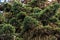 Caucasus Mountain fir tree mossy conifer branches natural close up