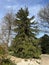 Caucasus spruce, Picea, orientalis