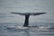 Caudal fin of sperm whale in the Ligurian sea.