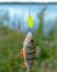 Caught bright fish hanging on a green perch fishing lure the minnow