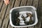 Caught crabs on a silver plastic bucket