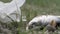 Caught fish breathing and moving on grass on garbage background