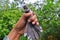 Caught little oriental magpie robin in hand