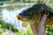 Caught mirror carp in hand