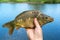 Caught mirror carp in hand