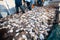 Caught sea fish on the deck of a fishing ship