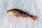 Caught a small freshwater fish-common perch, European perch lies on the ice of the river