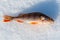 Caught a small freshwater fish-common perch, European perch lies on the ice of the river