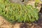 Caulerpa sertularioides on a rock