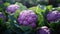 Cauliflower background, Purple Cauliflower in Sunlit Garden