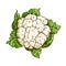 Cauliflower cabbage vegetable isolated sketch
