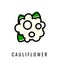 Cauliflower color Icon. Vector illustration Cabbage in Line style. Isolated Vegetable Logo.