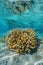 Cauliflower coral with fish underwater Polynesia