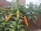 Cauliflower in the courtyard