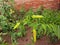 Cauliflower in the courtyard