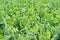 Cauliflower crop just before harvest on farm in Australia