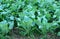 Cauliflower fields