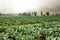 Cauliflower fields in the highlands