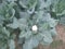 A Cauliflower fields photo in India