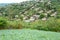 Cauliflower fields in Phutubberg Phetchabun Thailand